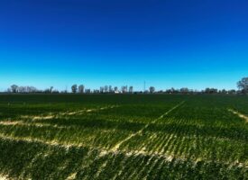 Bulletin n°18 - Campagne 2024-2025
