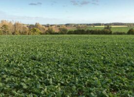 Bulletin n°21 - Campagne 2024-2025