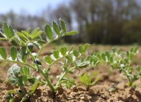 Bulletin n°04 - Campagne 2025-2026