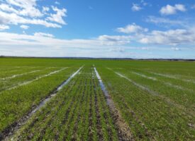 Bulletin n°06 - Campagne 2025-2026